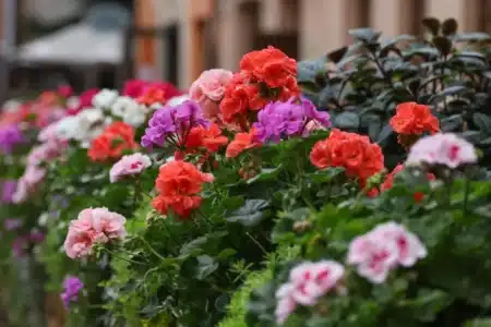 Fini les géraniums morts au printemps : cette méthode de grand-mère à 0€ les protège même quand il gèle à moins 5°C