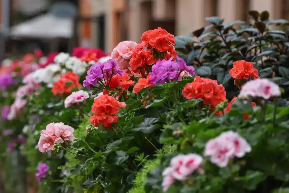 Fini les géraniums morts au printemps : cette méthode de grand-mère à 0€ les protège même quand il gèle à moins 5°C