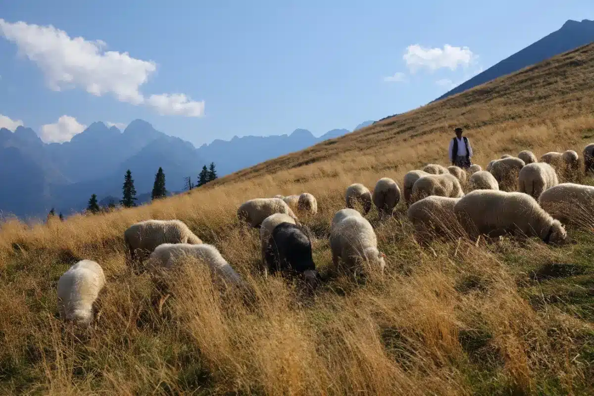 « Je quitte mes 155 moutons à 2 400 mètres d'altitude pour aller en cours » : l'histoire de cet étudiant berger que personne ne soupçonne