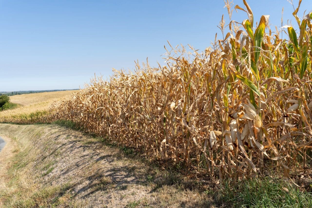 couts-climatiques-de-l-ete-2026-pesent-lourdement-sur-la-france